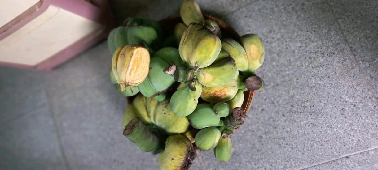 Kepok Banana Seeds (Musa acuminata x Musa balbisiana / 60+ Rare Tropical Plantain Banana Seeds) – Premium Exotic Botanical Specimen Plant Seeds for Planting