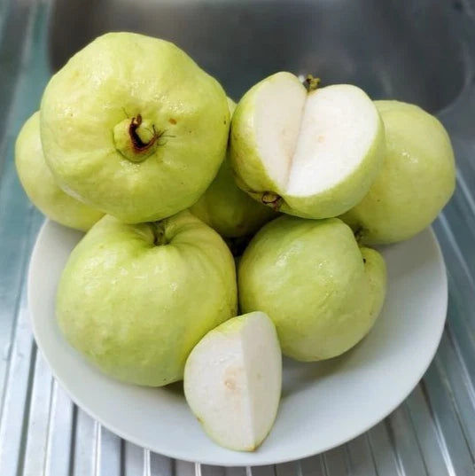 White Guava Seeds 250+ pcs (Psidium guajava 'Crystal') – Premium Certified Crystal White Guava Fruit Tree Plant Seeds for Planting