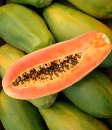 Bulk Meoslaen Papaya Seeds (Carica papaya 'Meoslaen') – 150+ Premium Fresh Rare Exotic Ultra-Sweet Papaya Seeds for Planting
