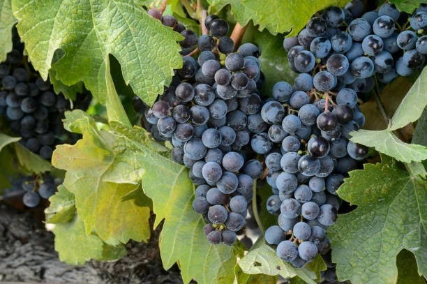 Pinot Noir Grape Seeds 100+ (Vitis vinifera) – Fresh Heirloom Red Wine Grape & Exotic Vineyard Fruit Plant Seeds for Cultivation