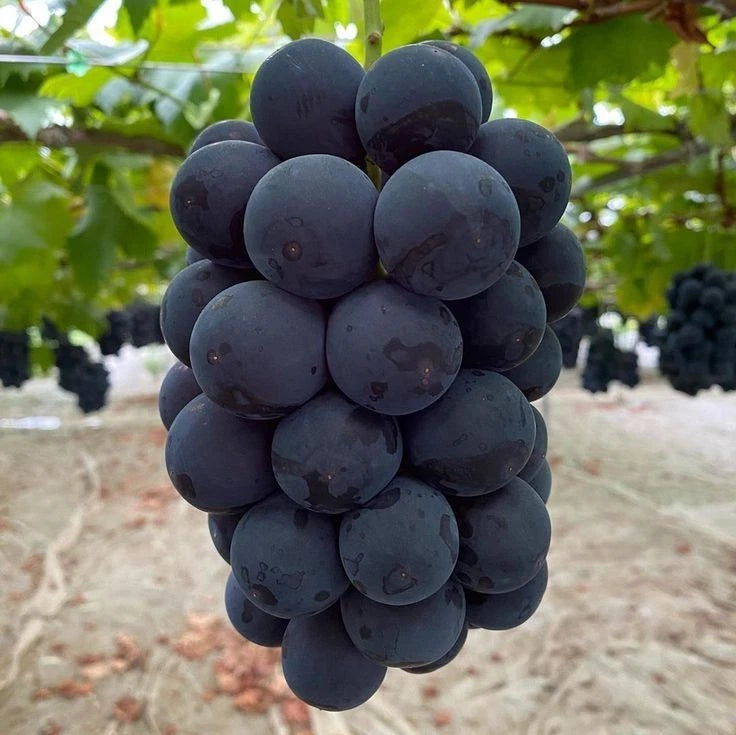 Kyoho Grape Seeds (Vitis vinifera) – 100 Premium Giant Black Table Grape Seeds