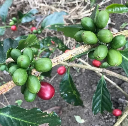 Geisha Honduran Coffee (Coffea arabica) – 120+ Premium Micro-Lot Seeds