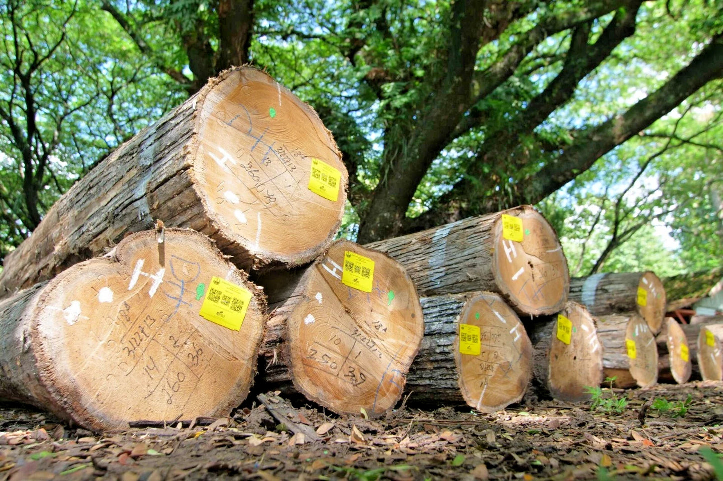 Superior Teak Tree 50+ Seeds (Tectona grandis) – Premium Quality Fast-Growing Hardwood Timber Seeds for Planting and Cultivation