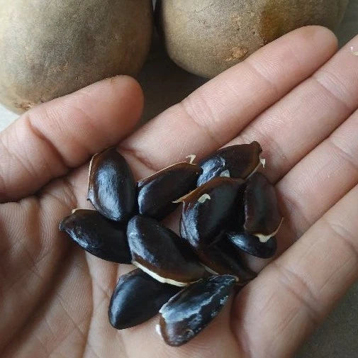 Kalipatti Sapodilla Seeds (Manilkara zapota 'Kalipatti') – 35 Premium Fresh High-Yield Sweet Kalipatti Sapodilla Seeds