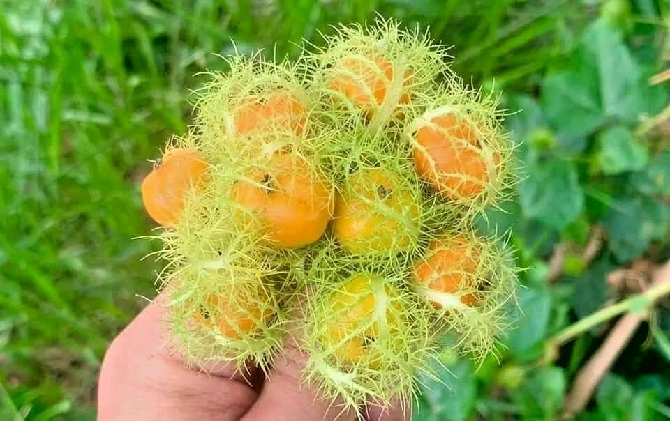 Mini Passion Fruit Rambosa Seeds (Passiflora foetida) – 2.000++ Premium Fresh Wild Passion Fruit / Stinking Passionflower Seeds for Planting