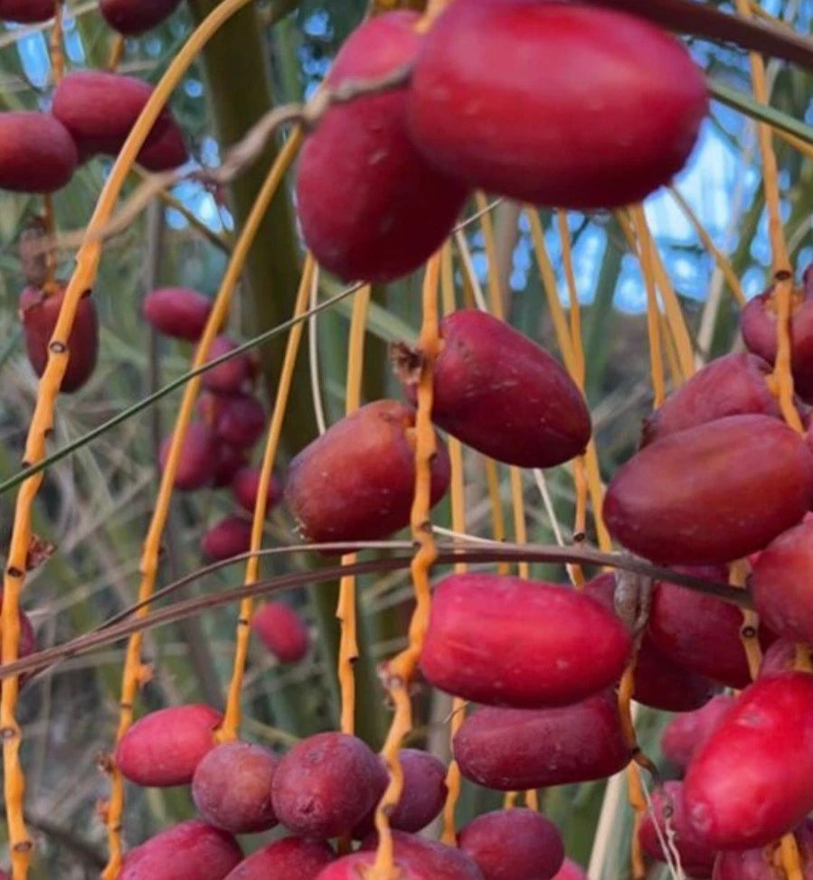 Sayer Sa'ir Date Palm (Phoenix dactylifera) – 35+ Premium Sweet Date Seeds