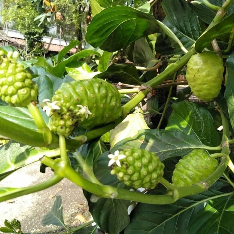 100+ Noni Starvation Fruit Seeds (Morinda citrifolia) – Premium Indian Mulberry & Traditional Medicinal Tropical Tree Seeds for Planting