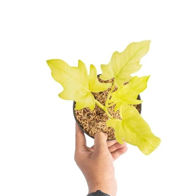 Philodendron Warscewiczii Aurea Flavum Seeds (Philodendron warscewiczii 'Aurea' / Rare Golden Chartreuse Variegated Climbing Aroid Seeds) – Premium Exotic Botanical Specimen Plant Seeds for Planting