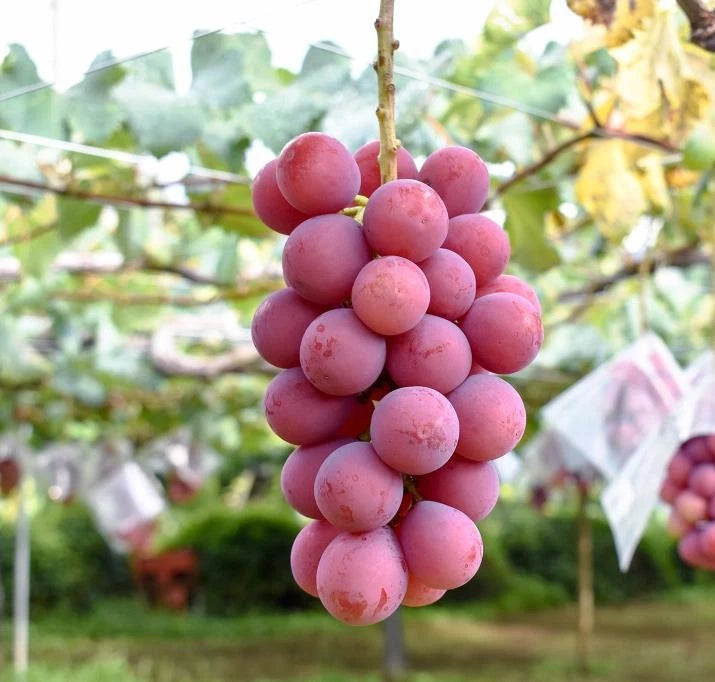 Koshu Pink Grape (Vitis vinifera) – 100+ Premium Seeds