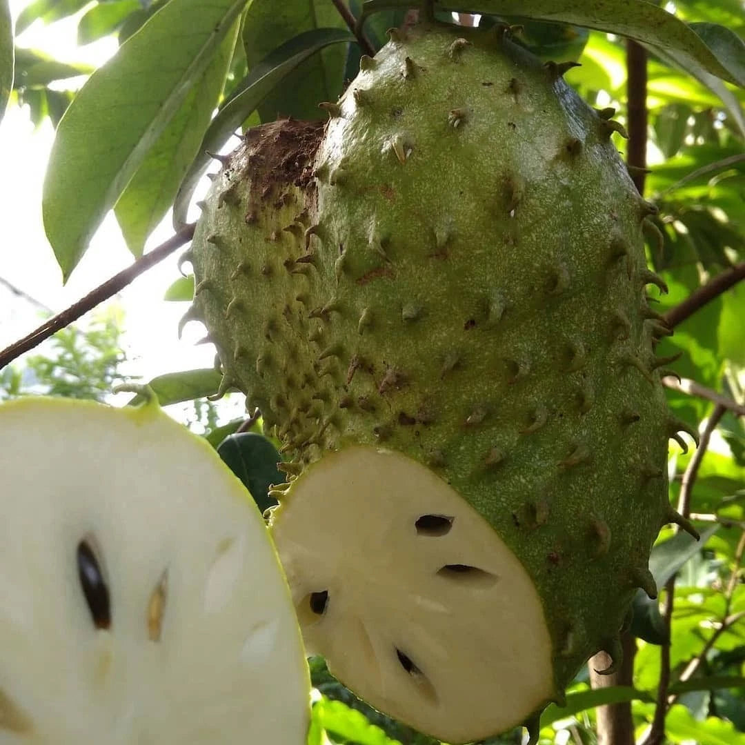 Premium Ratu Giant Soursop Seeds (Annona muricata var. Ratu) – Exotic Giant Custard Apple Fruit Seeds for Planting (100+ Pcs)