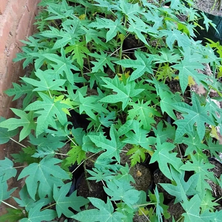Kingsland Papaya Seeds (Carica papaya L.) – 500+ Premium Fresh Heirloom Sweet Orange-Fleshed Papaya Seeds