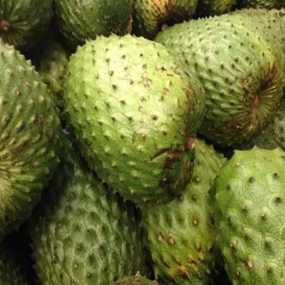 Sweet El Salvador Soursop Seeds (Annona muricata 'Sweet El Salvador') – 100+ Premium Fresh Rare Sweet Soursop Seeds