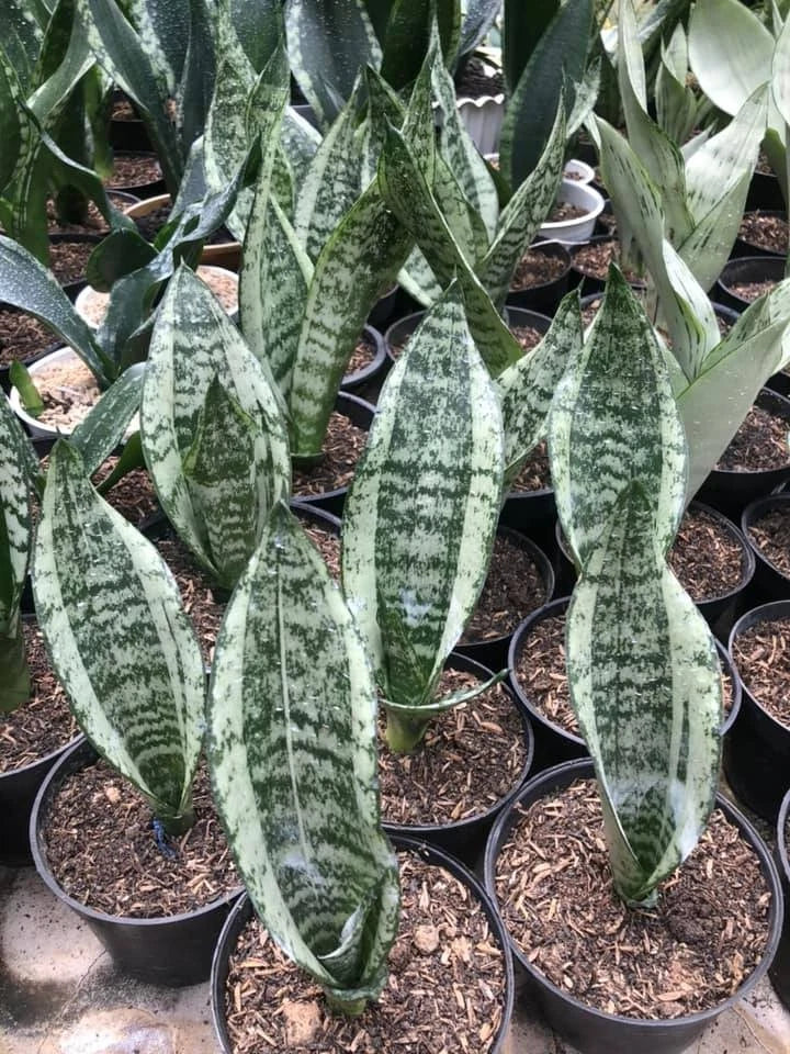 Sansevieria Trifasciata 'Moonshine Mutation' – Rare Tropical Silvery-Mint Variegated Snake Plant Specimen (Dracaena trifasciata)