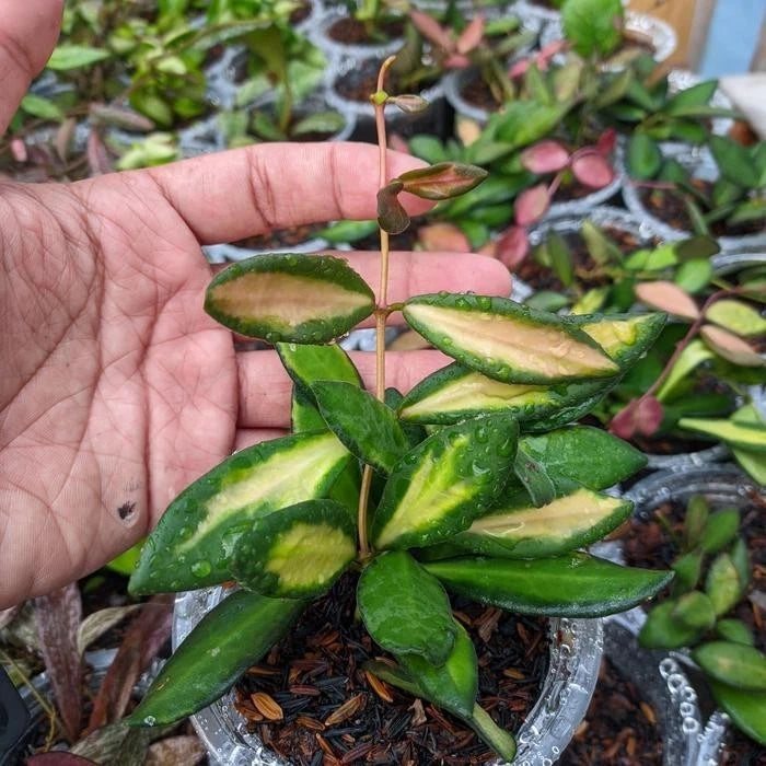 Premium Hoya aff. burtoniae Variegated Live Plant – Ultra-Rare High-Contrast Tricolor Indonesian Wax Plant
