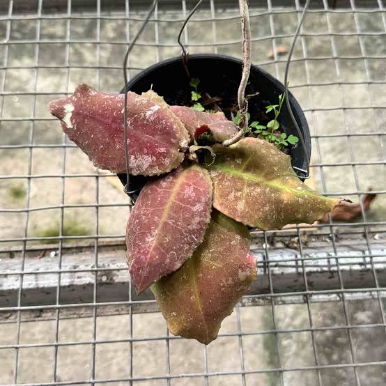 Rare Hoya Undulata Red Live Plant - Exotic Tropical Wax Plant