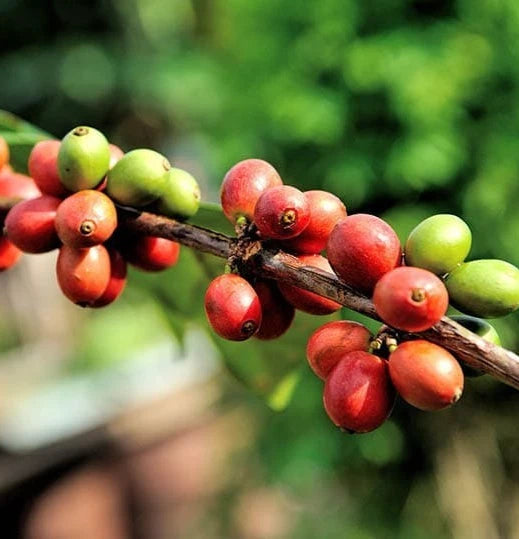 Argopuro Coffee Seeds (Coffea arabica) – 120 Premium Certified East Java Arabica Seeds for Planting