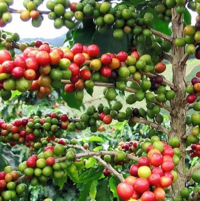 SL22 Coffee Seeds (Coffea arabica var. SL22) – Premium Heirloom Kenyan Specialty Coffee Bean Seeds for Planting (100 Pcs)