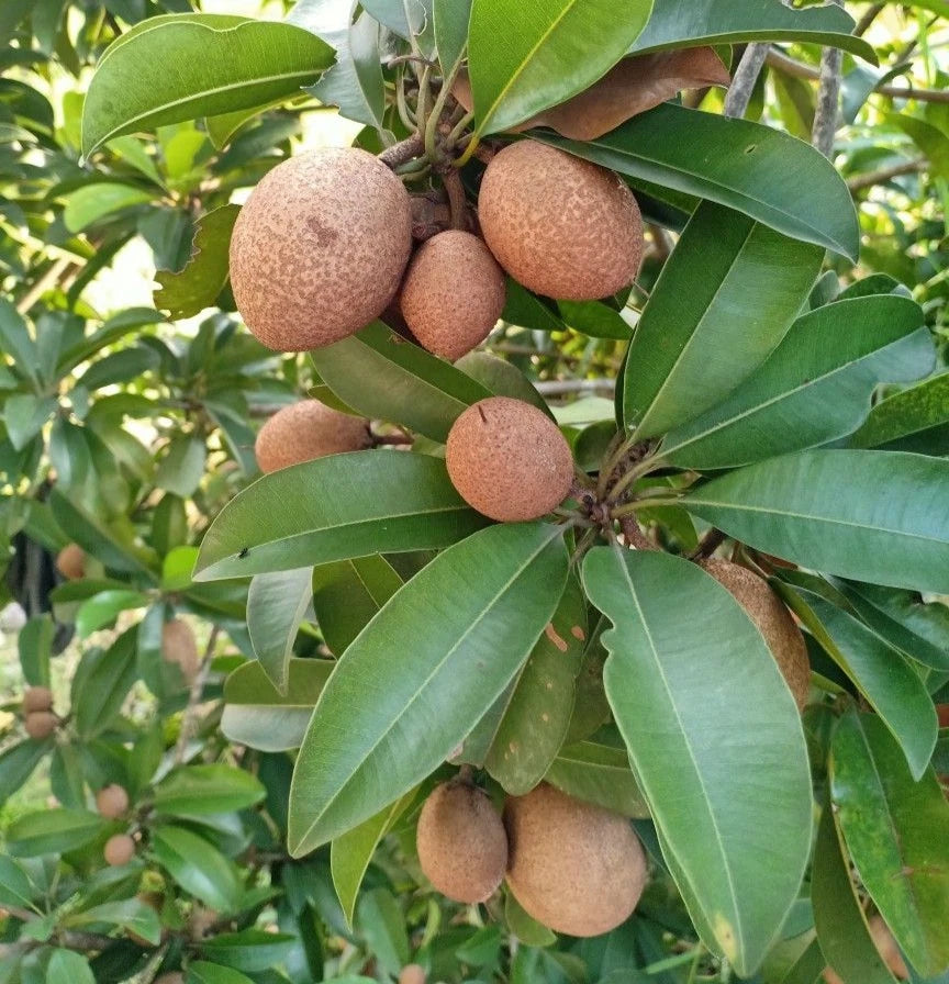 Silas Wood Sapodilla Seeds (Manilkara zapota) – 35+ Premium Dwarf High-Yielding Chikoo Seeds