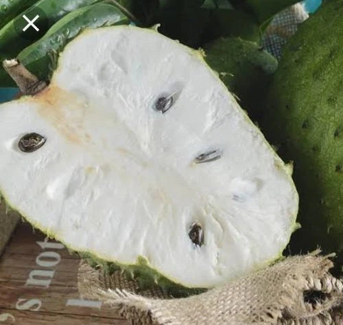 Premium Arusha Variety Soursop Seeds (Annona muricata var. Arusha) – Giant Sweet Tropical Graviola Fruit Tree Seeds for Planting (100+ Pcs)