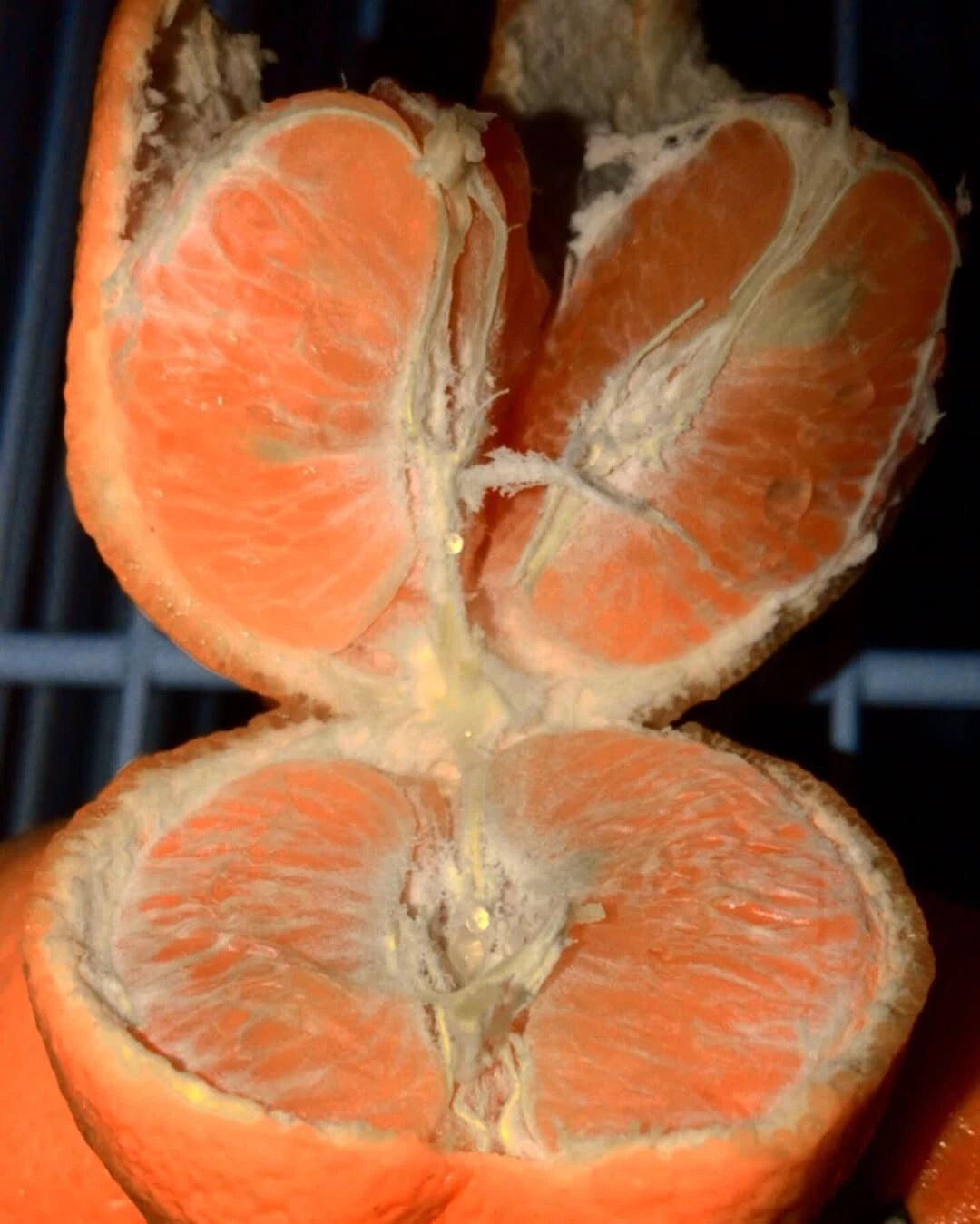 100+ Wokam Orange Seeds (Citrus reticulata / Wokam Mandarin / Premium Sweet Citrus) – Premium Exotic Fruit Tree & Orchard Seeds for Planting
