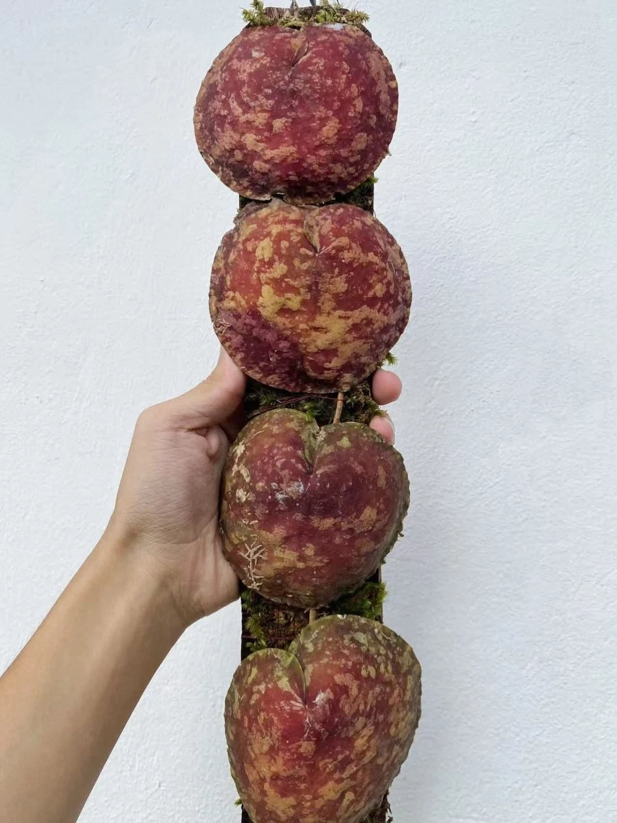 Hoya Imbricata Red Seeds (Hoya imbricata sp. Sulawesi) – Rare Tropical Shingle Plant & Exotic Epiphytic Wax Vine for Planting