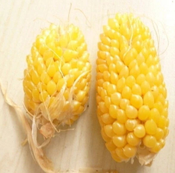 Premium 'Mini Yellow' Strawberry Corn Seeds (Zea mays var. everta) – Elite Miniature Heirloom Ornamental & Popping Grain (50+ Count)