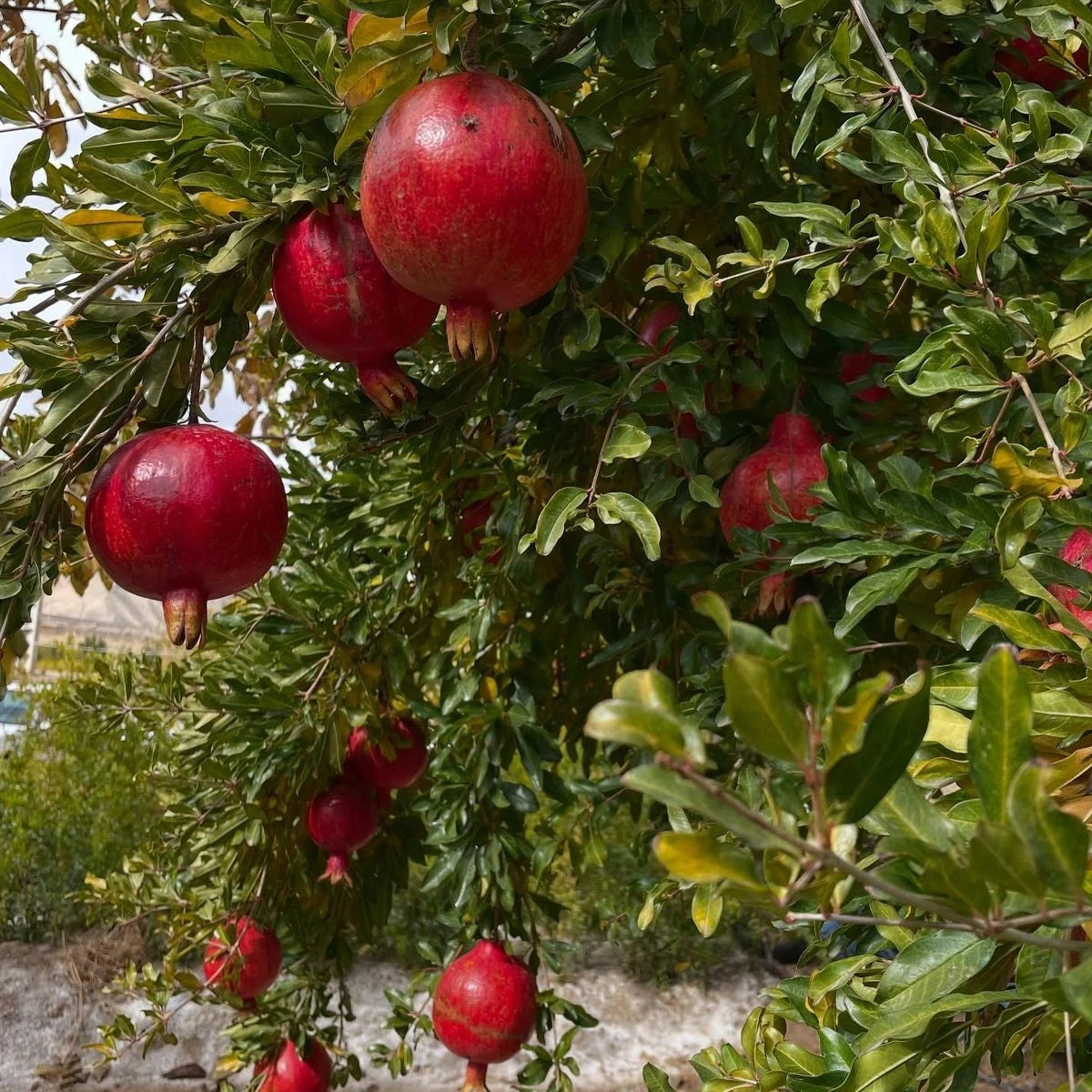Bulk Red Silk Pomegranate Seeds (Punica granatum 'Red Silk') – 100+ Premium Fresh Rare Silk-Textured Sweet Pomegranate Seeds for Planting