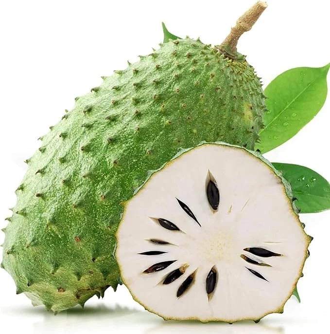 Organic Soursop Seeds var. Giant Soursop (Annona muricata) – Premium Colossal Guanabana Fruit Seeds for Planting (100+ Pcs)