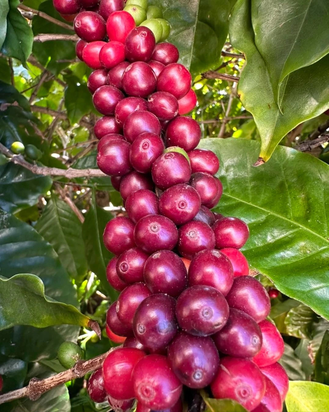 Certified Hibrida Timor Coffee Seeds (Coffea sp.) – Rare Natural Hybrid Coffee Bean Seeds for Planting with Superior Resistance (120+ Pcs)