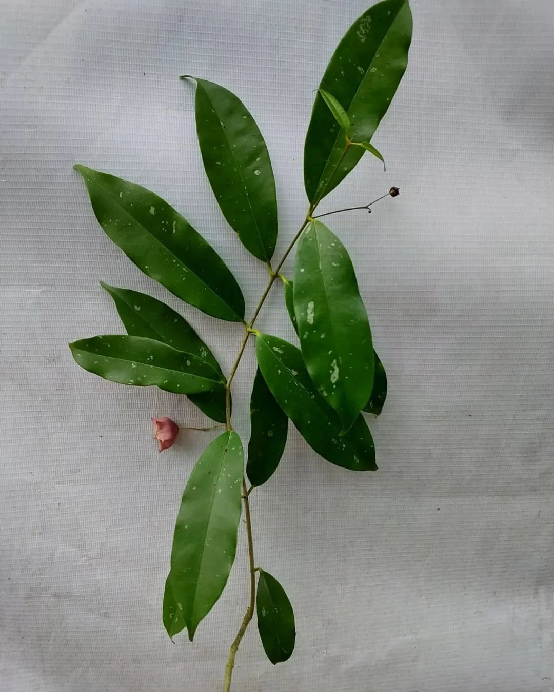 Rare Hoya Wallichii Subsp. Tenebrosa - Premium Lantern-Flower Exotic Tropical Wax Plant