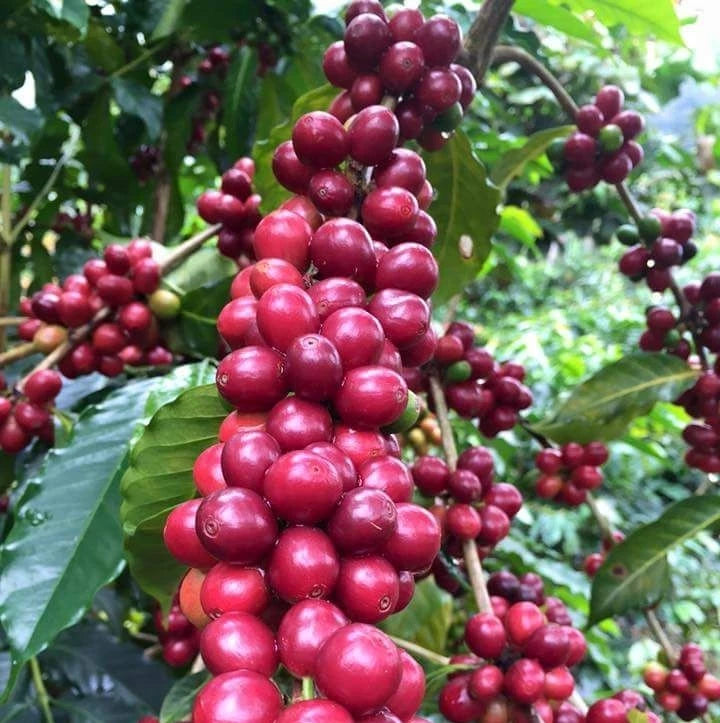 Geisha Peruvian Coffee (Coffea arabica) – 120+ Premium Micro-Lot Seeds