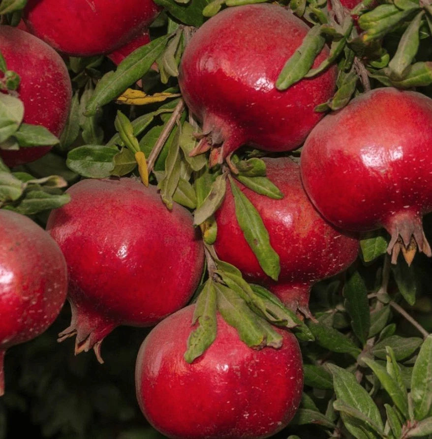 Bulk Hicaz Pomegranate Seeds (Punica granatum 'Hicaz') – 100+ Premium Fresh Rare Turkish Sweet-Tart Pomegranate Seeds for Planting