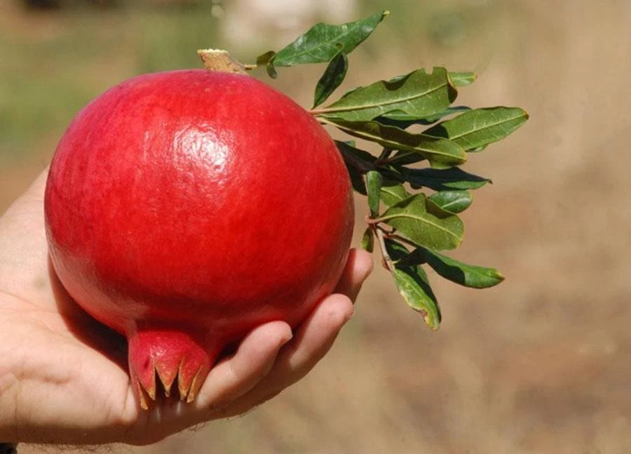 Premium Pomegranate Seeds var. Akko (Punica granatum 'Akko') – Early Harvest Sweet Fruit Seeds for Planting (100 Pcs)
