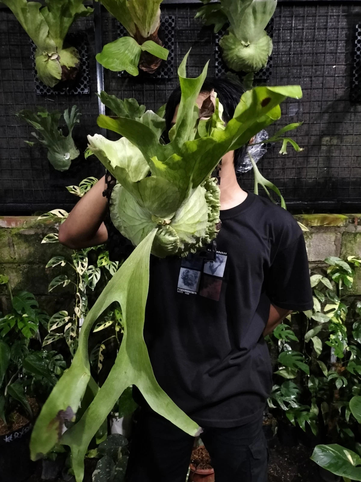Platycerium grande - Rare 'Tongue' Staghorn Fern