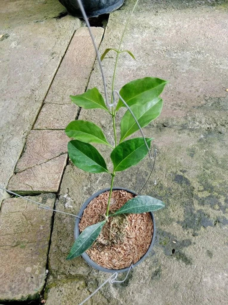 Rare Hoya Unirana - Premium Exotic Tropical Wax Plant Collector's Ivy