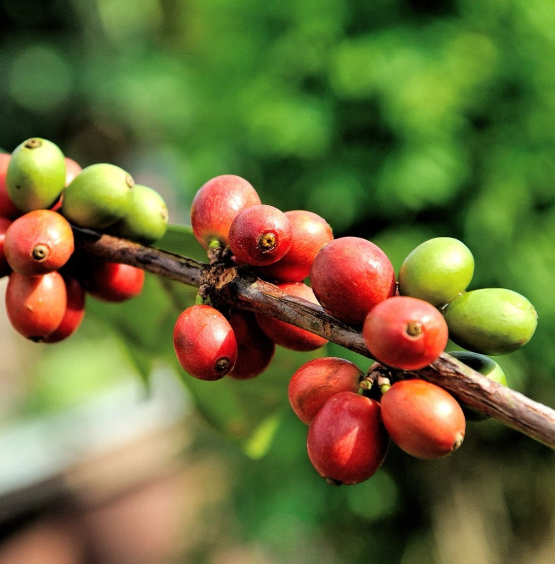 Maragogipe Coffee Seeds (Coffea arabica var. Maragogipe) – Premium Certified High-Yield Specialty Gourmet Elephant Coffee Bean Seeds for Planting (120 Pcs)