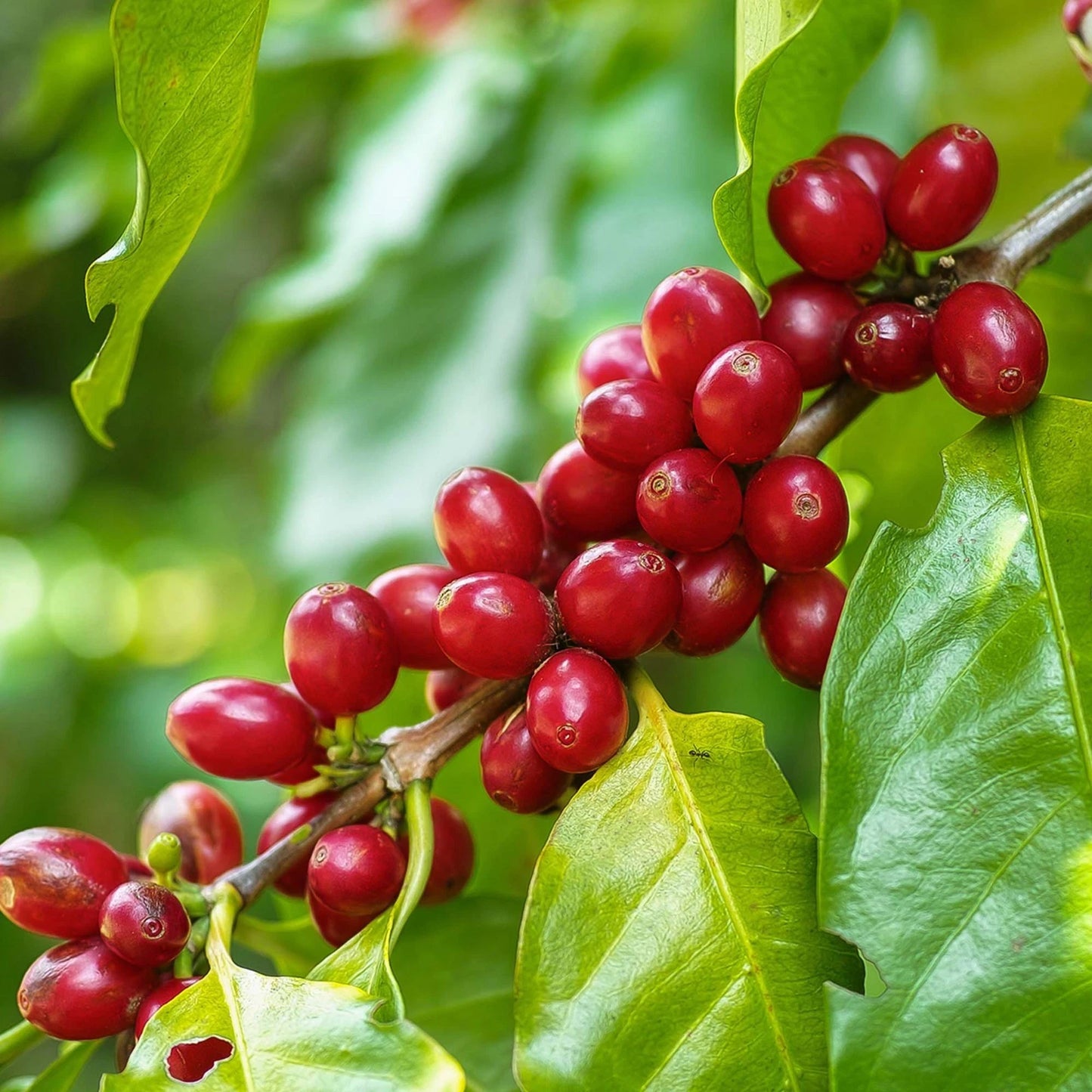 Kalosi Enrekang Coffee Seeds (Coffea arabica) – Bulk Heirloom South Sulawesi Highland Specialty Coffee Beans for Planting