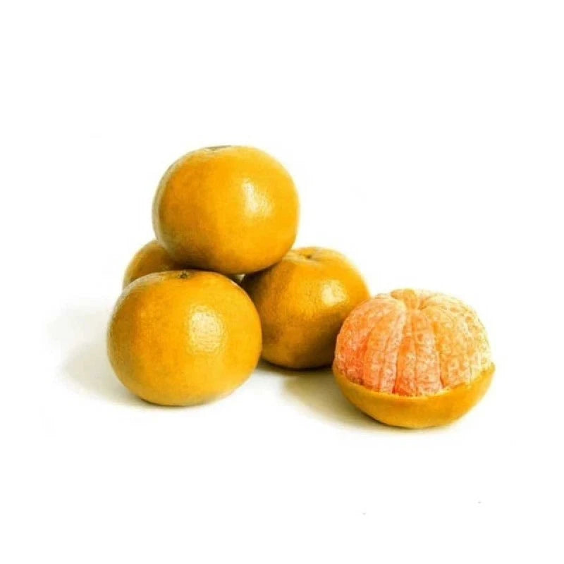 100++ Siam Orange Seeds (Citrus reticulata) - Premium Quality Exotic Sweet Citrus Seeds