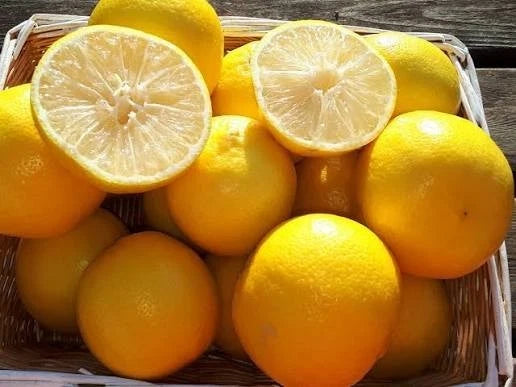 Limonetta Sweet Lime Seeds for Planting | Citrus limetta | Tropical Citrus Tree Seeds | Fresh Garden Seeds