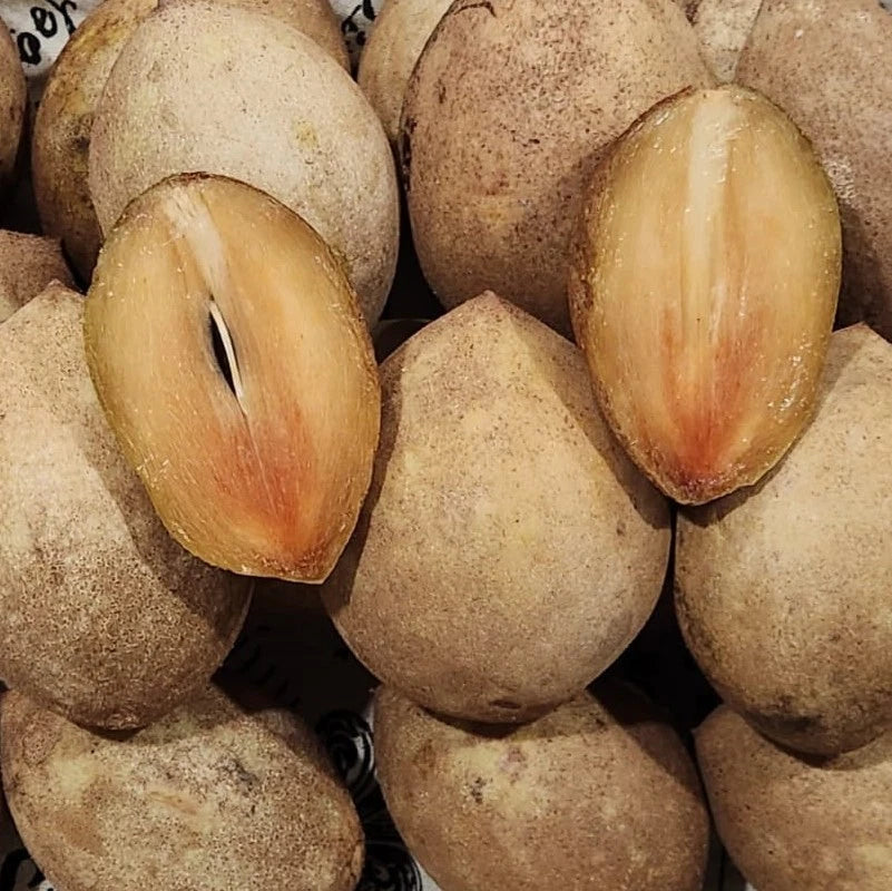 Molix Sapodilla Seeds (Manilkara zapota 'Molix') – 35 pcs Premium Fresh Rare Sweet Molix Chico Zapote Seeds