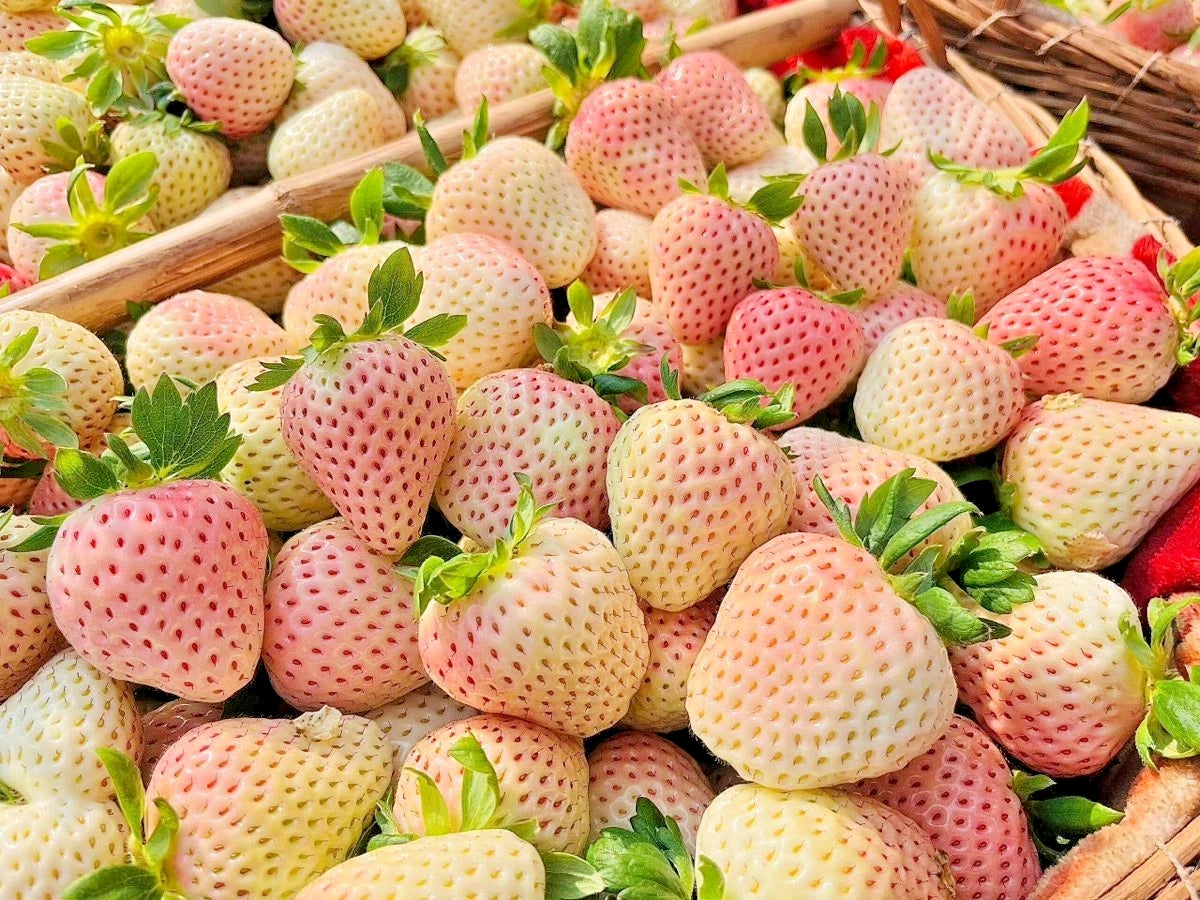 250+ White Strawberry Seeds | Fragaria × Ananassa | Big Sweet Pineberry Fruit | Garden Planting