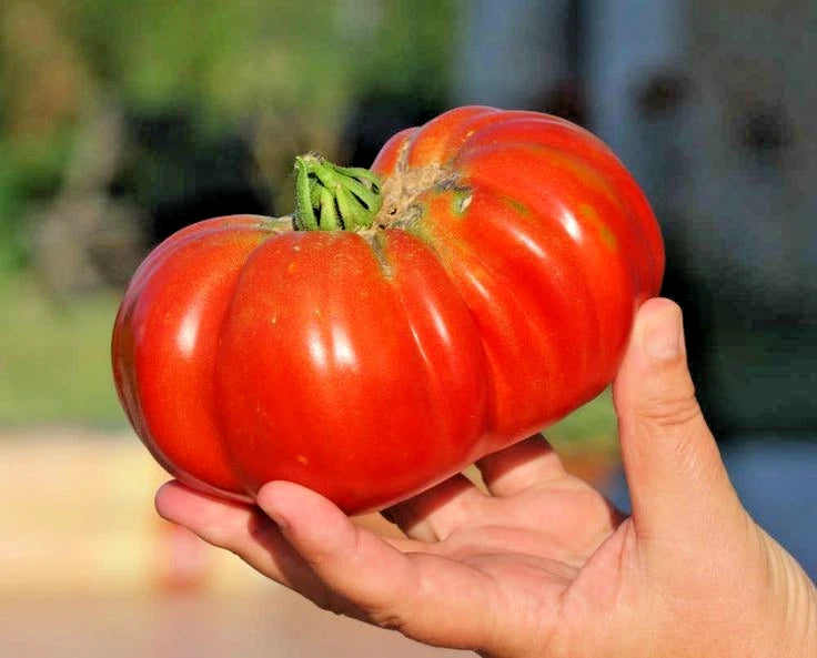 Bulk Brandywine Pink Heirloom Tomato Seeds (Solanum lycopersicum) – 50+ Premium Fresh Rare Gourmet Large Beefsteak Tomato Seeds for Planting