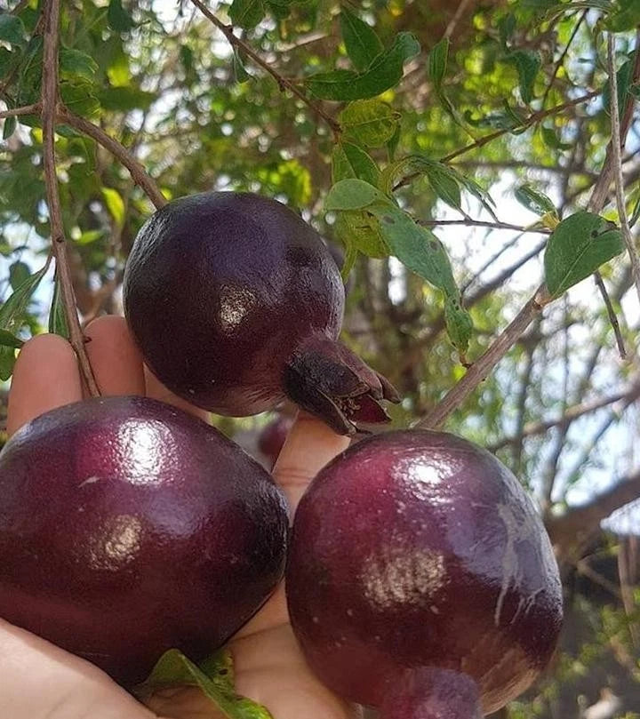 Black Pomegranate Seeds 100+ pcs var. Black Pearl (Punica granatum) – Premium Certified Dark Purple Fruit Tree Plant Seeds for Planting