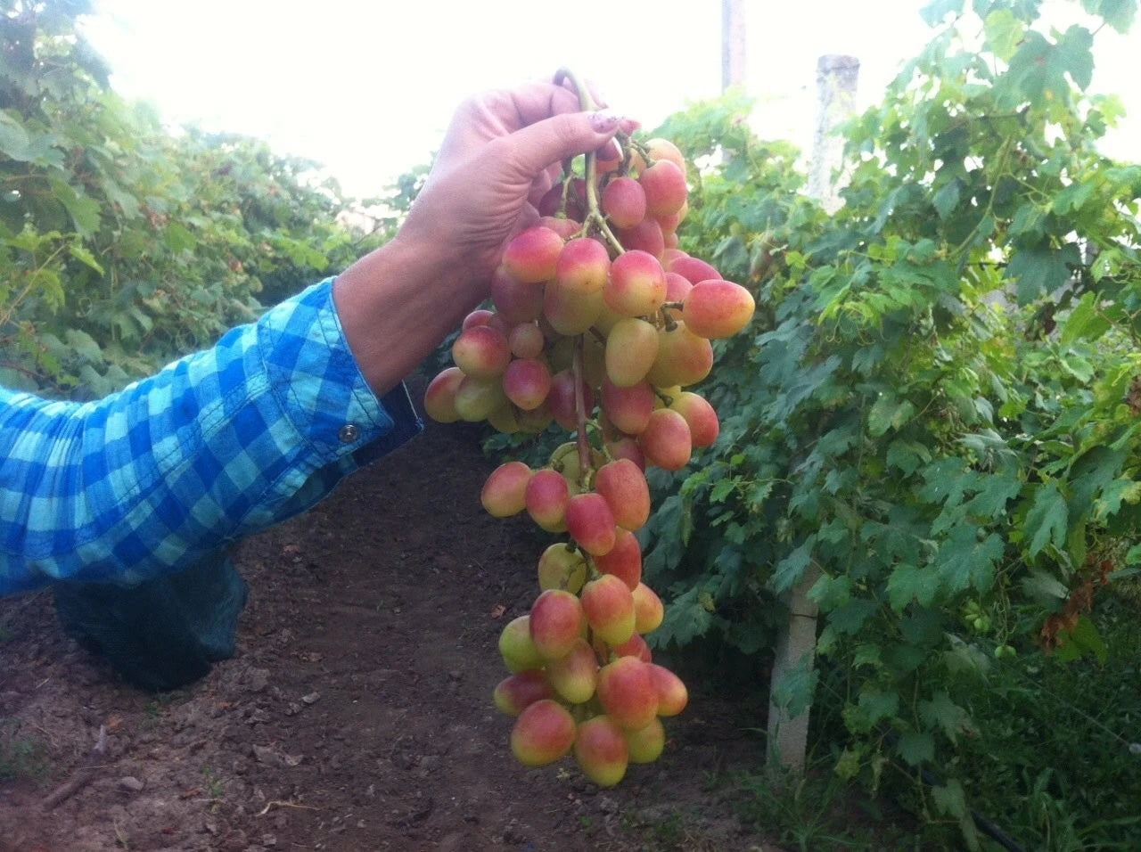 Kupidon Grape Seeds 100 pcs (Vitis vinifera) – Premium Certified Sweet Table Grape Vine Plant Seeds for Planting
