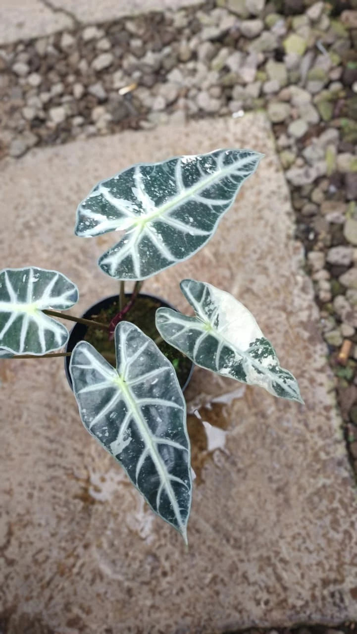 Alocasia amazonica 'Bambino' – Rare White Variegated Tropical Collector’s Plant