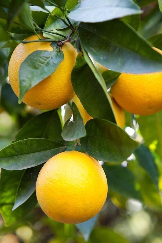 Hime-Kawachi Bankan Orange Seeds (Citrus kawachiensis) – 100 Premium Japanese Citrus Seeds