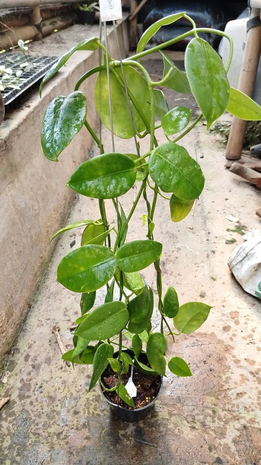 Rare Hoya Lauterbachii Sp Papua - Premium Lush Leaves Exotic Tropical Wax Plant
