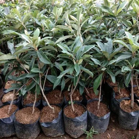 Grafted Yellow Lychee (Lengkeng Kuning) Seedling – Premium Tropical Fruit Tree