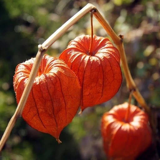 Bulk Red Groundcherry Ciplukan Seeds (Physalis peruviana var. rubra) – 250+ Premium Fresh Rare Exotic Sweet Red Cape Gooseberry Seeds for Planting