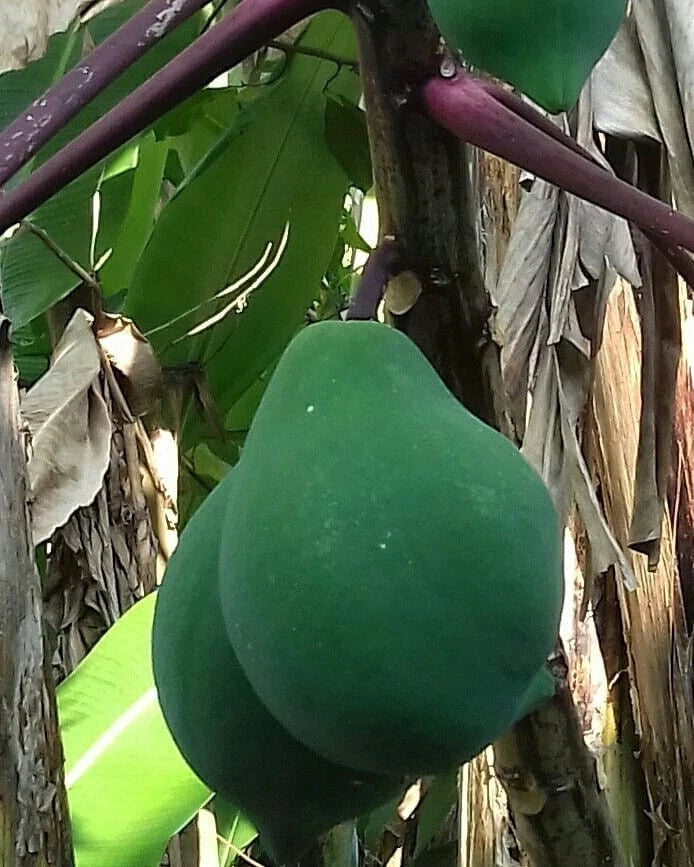 Purple Branching Papaya (Carica papaya L.) – 500+ Premium Fresh Seeds